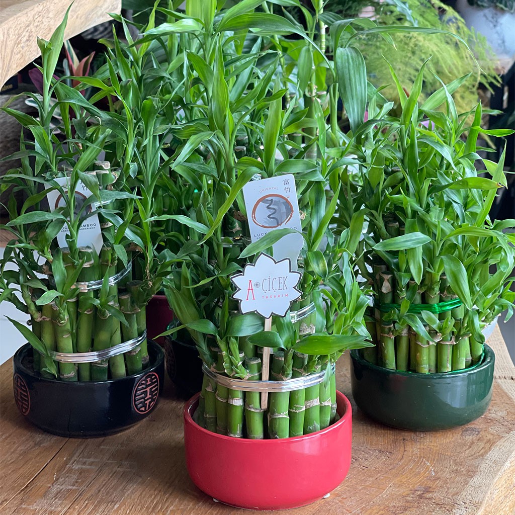 İç Mekan Çiçeklerimiz